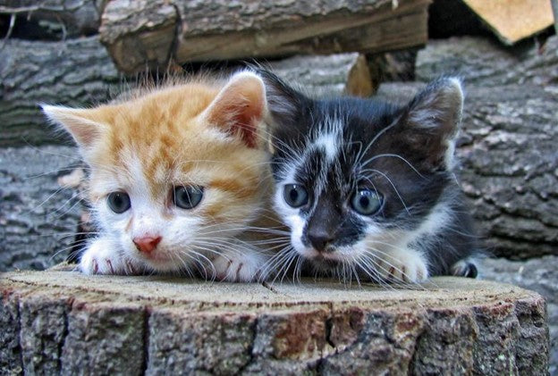 View of Feline Genetic testing – InfogeneNZ