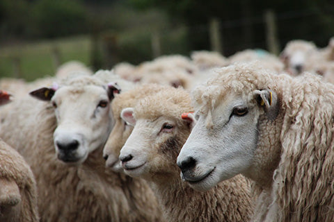 Sheep Genetic Testing