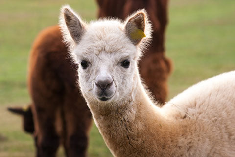 Alpaca, Llama & Camel Genetic Testing